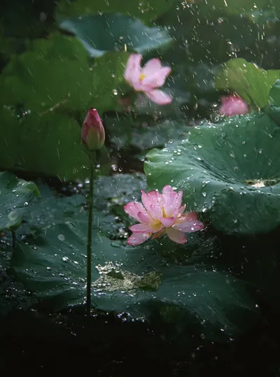 接天莲叶